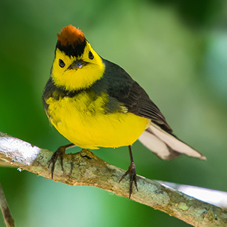 San Gerardo de Dota - Collared redstart
